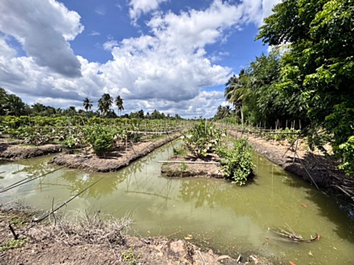 ขายที่ดินนครปฐม : ขายที่ดินสวนผลไม้ อำเภอสามพราน ตำบลคลองจินดา นครปฐม 25 ไร่ (N.1737)