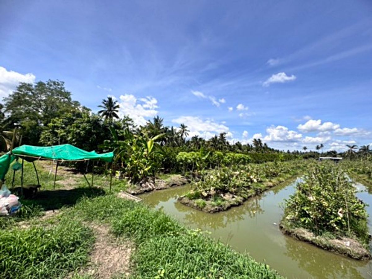 ขายที่ดินนครปฐม : ขายที่ดินสวนผลไม้ อำเภอสามพราน ตำบลคลองจินดา นครปฐม 25 ไร่ (N.1737)