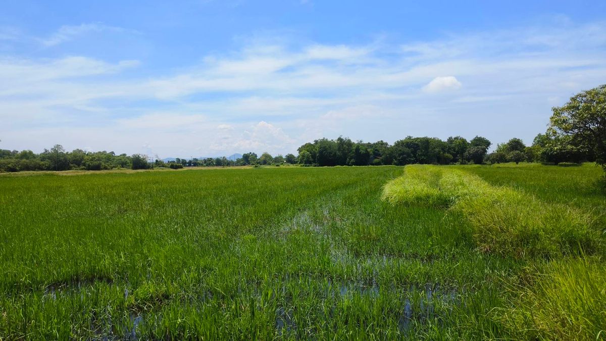 ขายที่ดินสระบุรี : ที่ดินทำเลดี หนองจิก สระบุรี