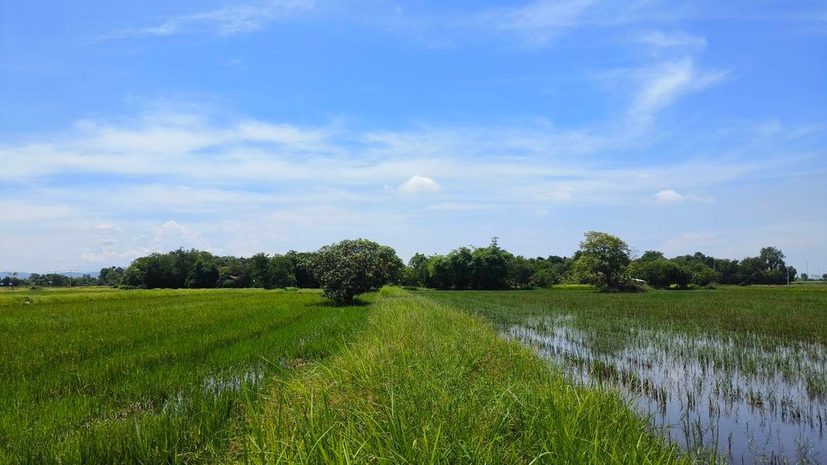 ขายที่ดินสระบุรี : ที่ดินทำเลดี หนองจิก สระบุรี