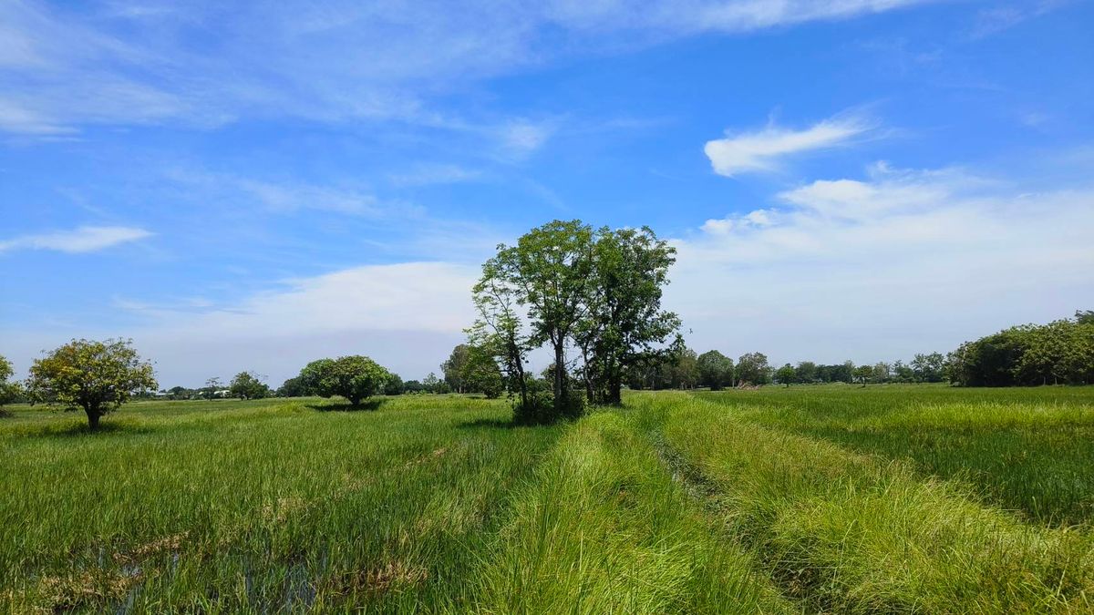 ขายที่ดินสระบุรี : ที่ดินทำเลดี หนองจิก สระบุรี