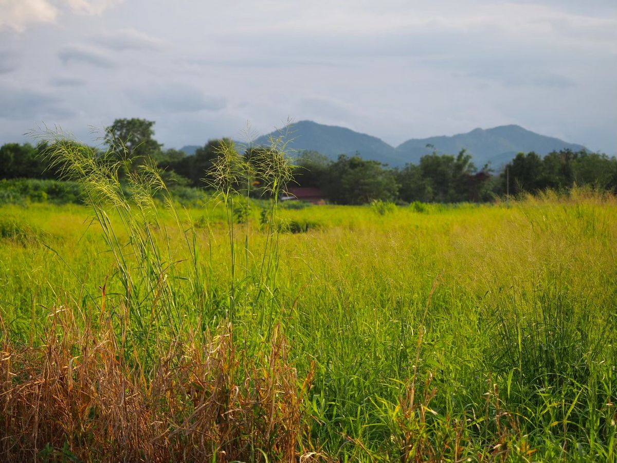 For SaleLandPak Chong KhaoYai : Khao Yai Land for sale, 40 rai of Bara, near Thanrat Road, Motorway M6