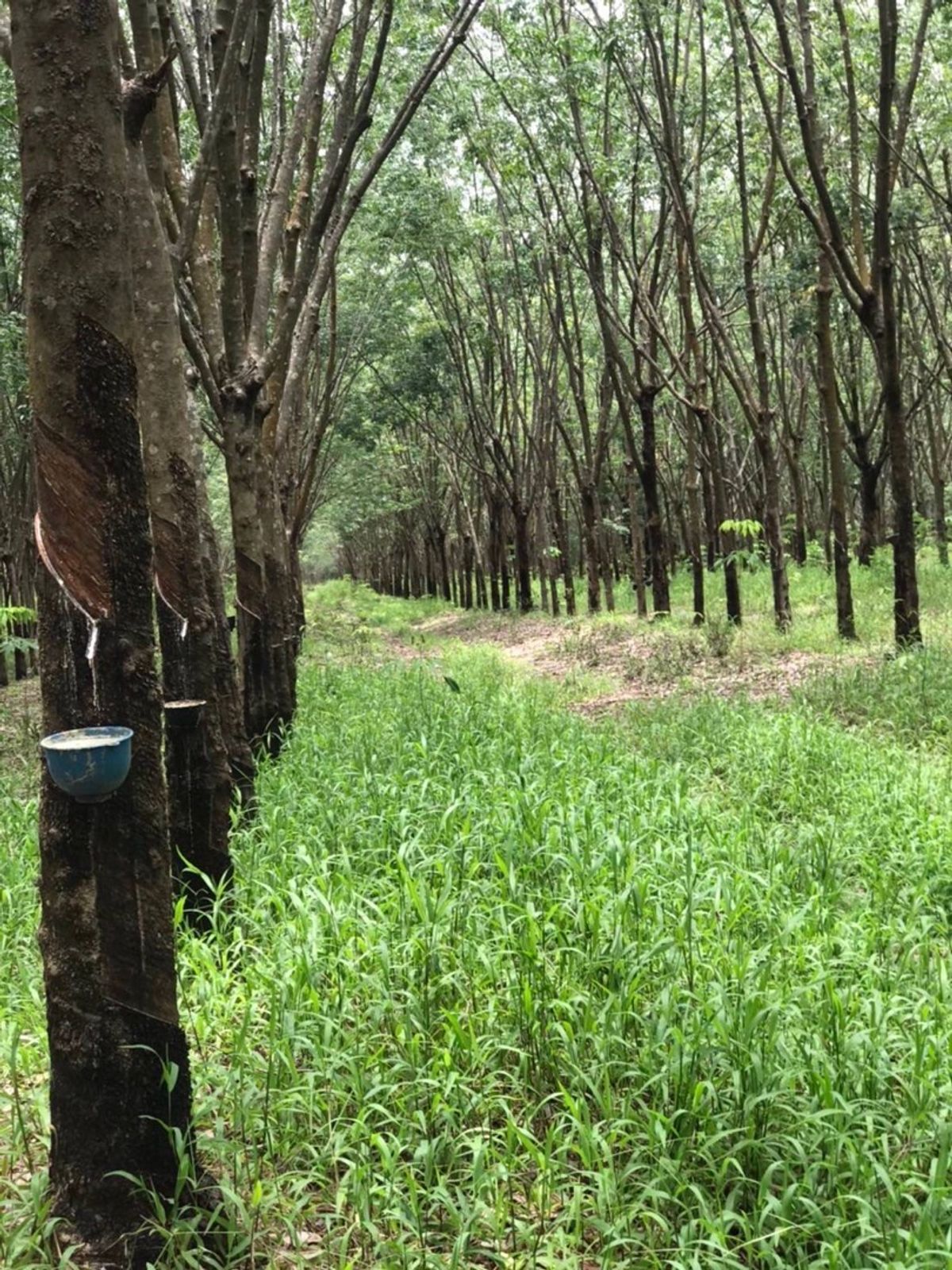 For SaleLandBueng Kan : Quick sale of rubber plantations 20 rai