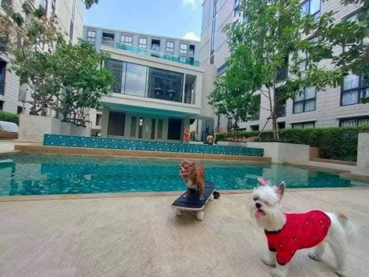 ให้เช่าคอนโดพระราม 9 เพชรบุรีตัดใหม่ RCA : 🐱🐶Pet Friendly Condo near MRT Rama9/ Central Rama9