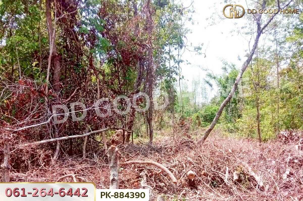 For SaleLandAmnat Charoen : PK-884390 Land, Senangkhanikhom, 5 rai 199.2 sq.w., Amnat Charoen, near Wat Nawieng