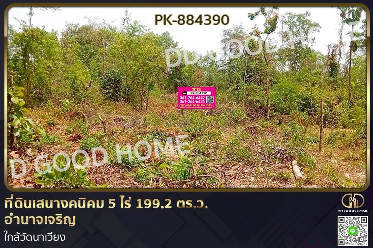 ขายที่ดินอำนาจเจริญ : PK-884390 ที่ดินเสนางคนิคม 5 ไร่ 199.2 ตร.ว. อำนาจเจริญ ใกล้วัดนาเวียง