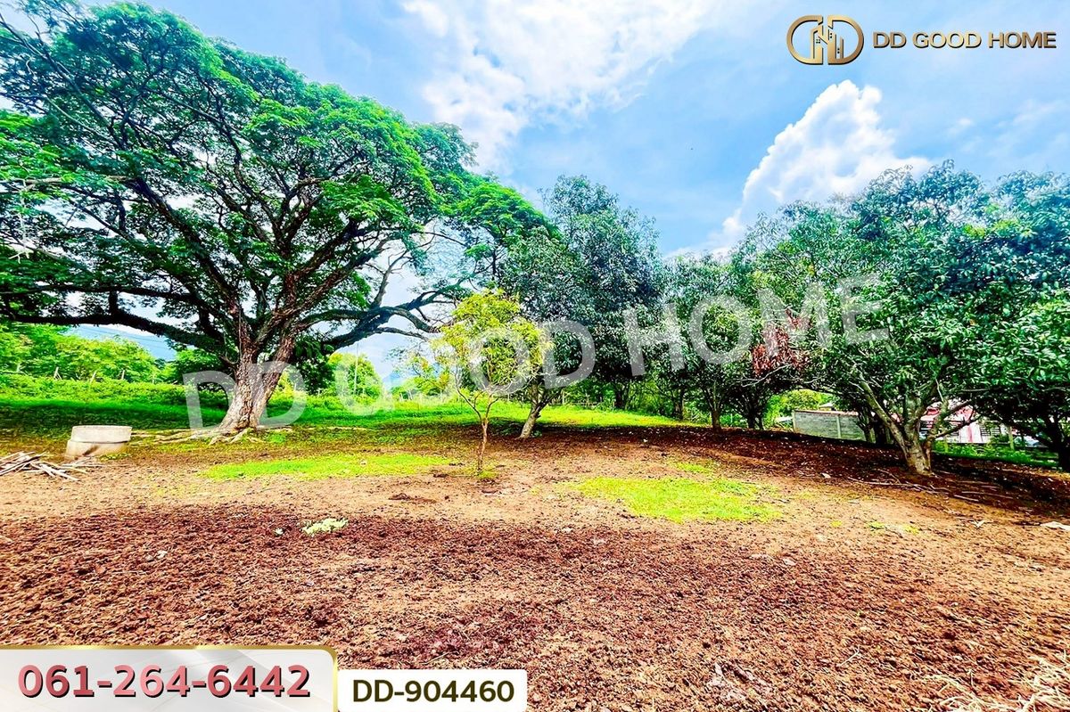 ขายที่ดินโคราช นครราชสีมา : DD-904460 ที่ดินปากช่อง 2 ไร่ 164 ตร.ว. นครราชสีมา ใกล้วัดซับใต้