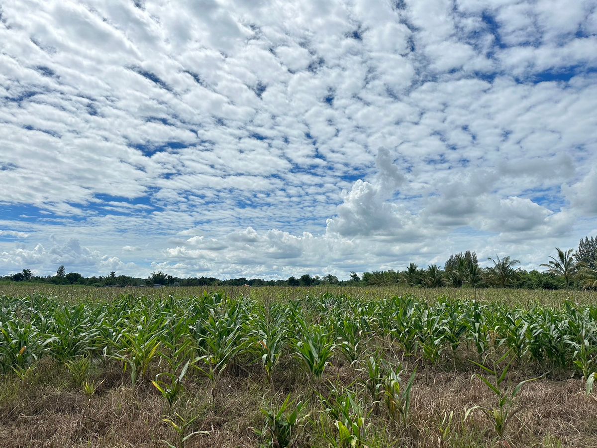 For SaleLandPak Chong KhaoYai : Road frontage Land Pakchong Nakhonrachsima