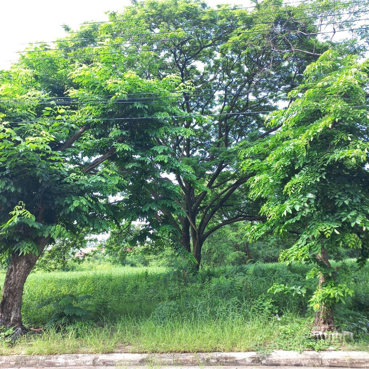 ขายที่ดินบางนา แบริ่ง ลาซาล : ขายที่ดินสวย ต่ำกว่าประเมิน ในสนามก๊อลฟ บางนา ตราด