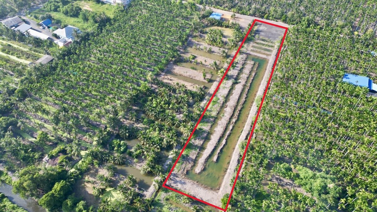 ให้เช่าที่ดินฉะเชิงเทรา : ให้เช่าที่ดินสวน 3 ไร่กว่า ทำคาเฟ่ ฟาร์มเกษตร โฮมสเตย์/แกลมปิ้ง มีแอ่งน้ำ บางตีนเป็ด ห่าง 1.4 กม จากถนนใหญ่ ฉะเชิงเทรา