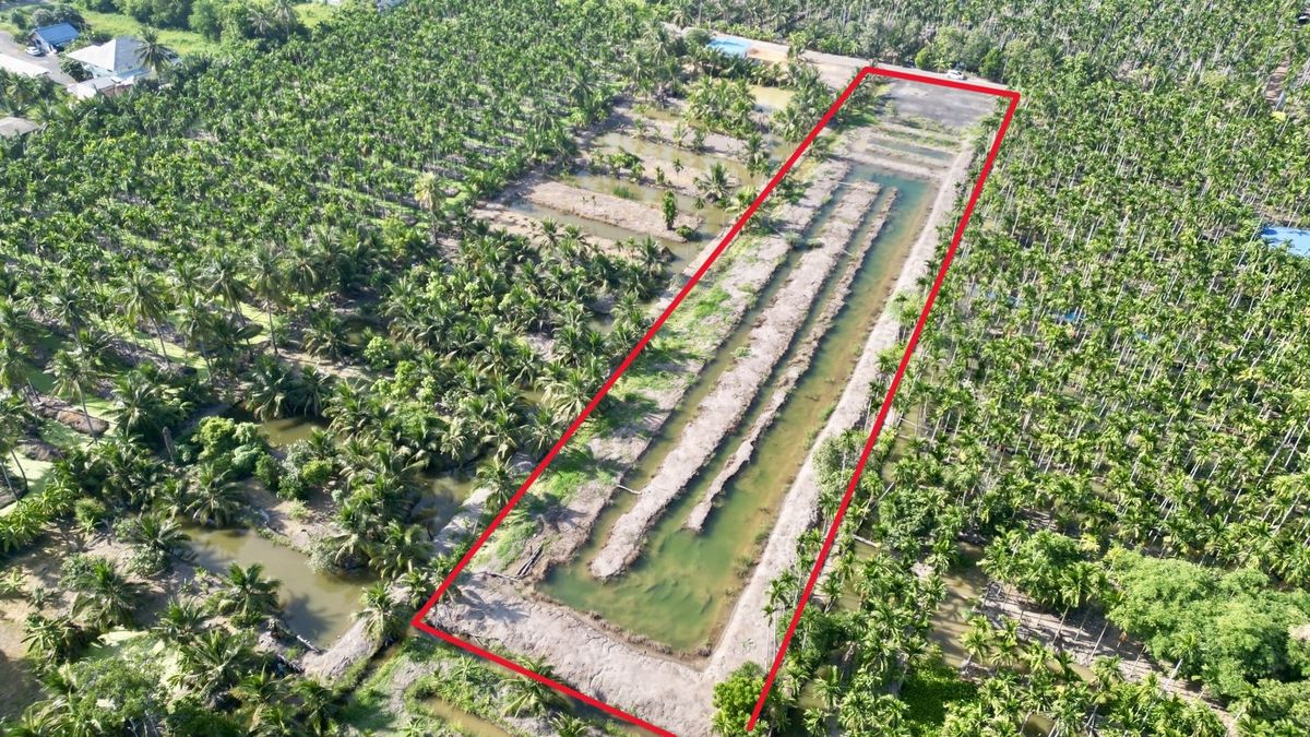 ให้เช่าที่ดินฉะเชิงเทรา : ให้เช่าที่ดินสวน 3 ไร่กว่า ทำคาเฟ่ ฟาร์มเกษตร โฮมสเตย์/แกลมปิ้ง มีแอ่งน้ำ บางตีนเป็ด ห่าง 1.4 กม จากถนนใหญ่ ฉะเชิงเทรา