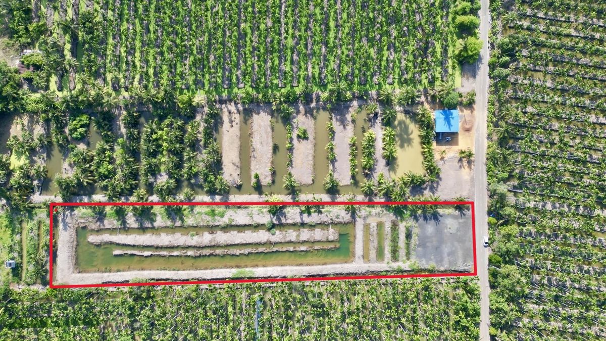 ให้เช่าที่ดินฉะเชิงเทรา : ให้เช่าที่ดินสวน 3 ไร่กว่า ทำคาเฟ่ ฟาร์มเกษตร โฮมสเตย์/แกลมปิ้ง มีแอ่งน้ำ บางตีนเป็ด ห่าง 1.4 กม จากถนนใหญ่ ฉะเชิงเทรา