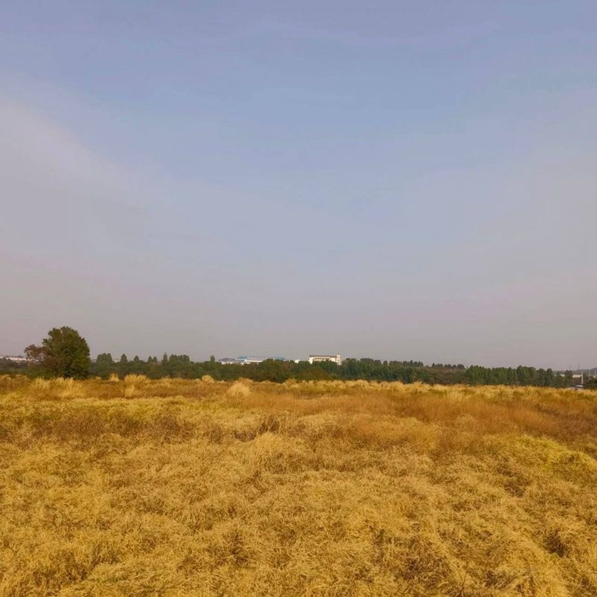 ขายที่ดินศรีราชา แหลมฉบัง บ้านบึง : ขายที่ดินแปลงสวย ใกล้นิคมอมตะซิตี้ บ่อวิน ศรีราชา ชลบุรี 
