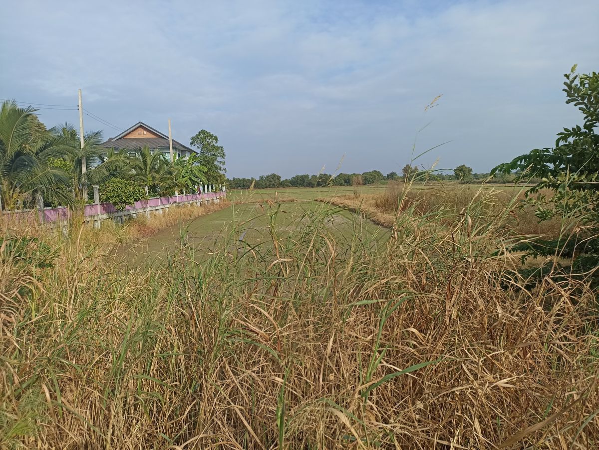 ขายที่ดินปทุมธานี รังสิต ธรรมศาสตร์ : ที่ดิน 10 ไร่ 1 งาน 61 ตรว.ติดถนนใกล้ทางด่วนบางพูน