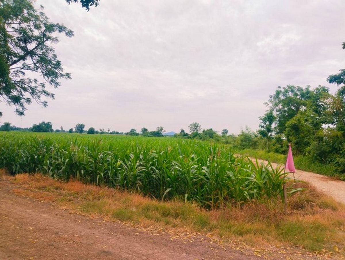 ขายที่ดินลพบุรี : [ขาย] ที่ดินเปล่า แบ่งขาย 1-2 ไร่ | วิวภูเขา 360° | โฉนดครุฑแดง | ต.หนองแขม โคกสำโรง ลพบุรี | เริ่มต้น 280,000 บาท/ไร่