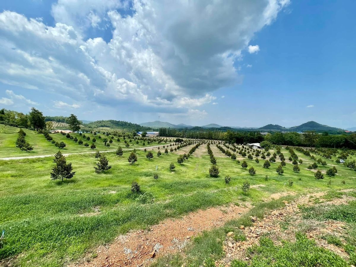 ขายที่ดินจันทบุรี : ที่ดินสวนทุเรียน 100 ไร่ สอยดาว จันทบุรี / ไร่ละ 7 แสน (ขาย), Durian Orchard 100 Rai Soi Dao Chanthaburi / 0.7M per Rai (FOR SALE) NUT2155