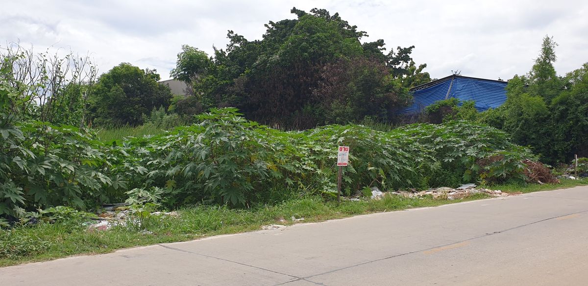 For SaleLandPathum Thani,Rangsit, Thammasat : Selling land in Soi Hathairat 4, 741 square wah, opposite The Grove Hathairat, near Western University, Lam Luk Ka, Pathum Thani Province, opposite The Grove Department Store