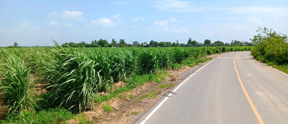 ขายที่ดินนครปฐม : ขายที่ดิน 39 ไร่ 84 ตร.วา (570,000บาท/ไร่) ติดถนนลาดยาง คลองชลประทาน หนองกระทุ่ม กำแพงแสน