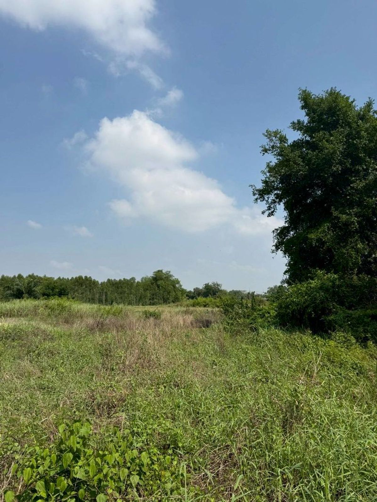 ขายที่ดินพัทยา บางแสน ชลบุรี สัตหีบ : ขายที่ดินเปล่า 2 ไร่ 2 งาน 83 ตารางวา ยังไม่ได้ถม อยู่ใกล้ทางหลวงแผ่นดินหมายเลข 349 ต.หนองอิรุณ อ.บ้านบึง จ.ชลบุรี