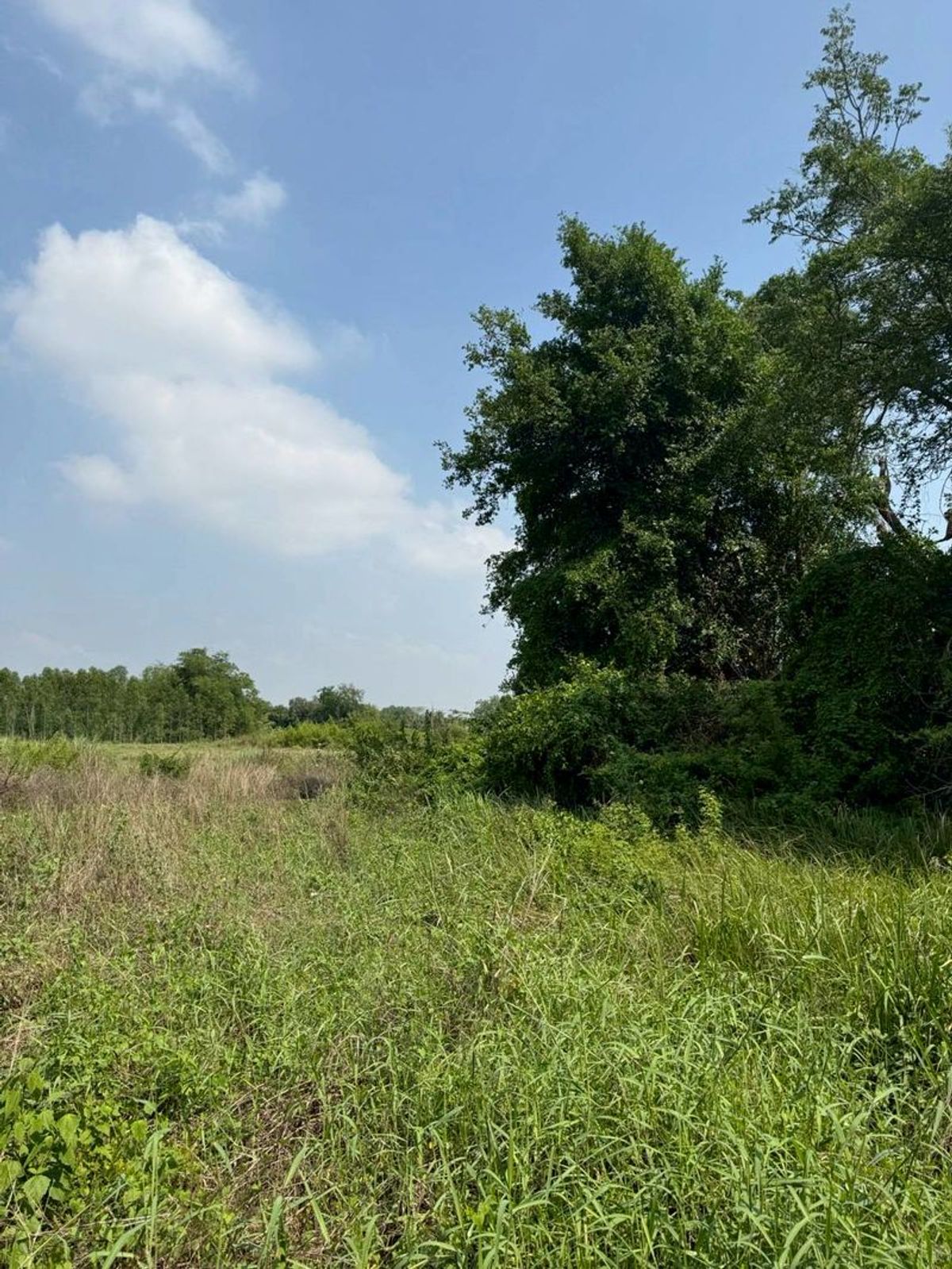 ขายที่ดินพัทยา บางแสน ชลบุรี สัตหีบ : ขายที่ดินเปล่า 2 ไร่ 2 งาน 83 ตารางวา ยังไม่ได้ถม อยู่ใกล้ทางหลวงแผ่นดินหมายเลข 349 ต.หนองอิรุณ อ.บ้านบึง จ.ชลบุรี