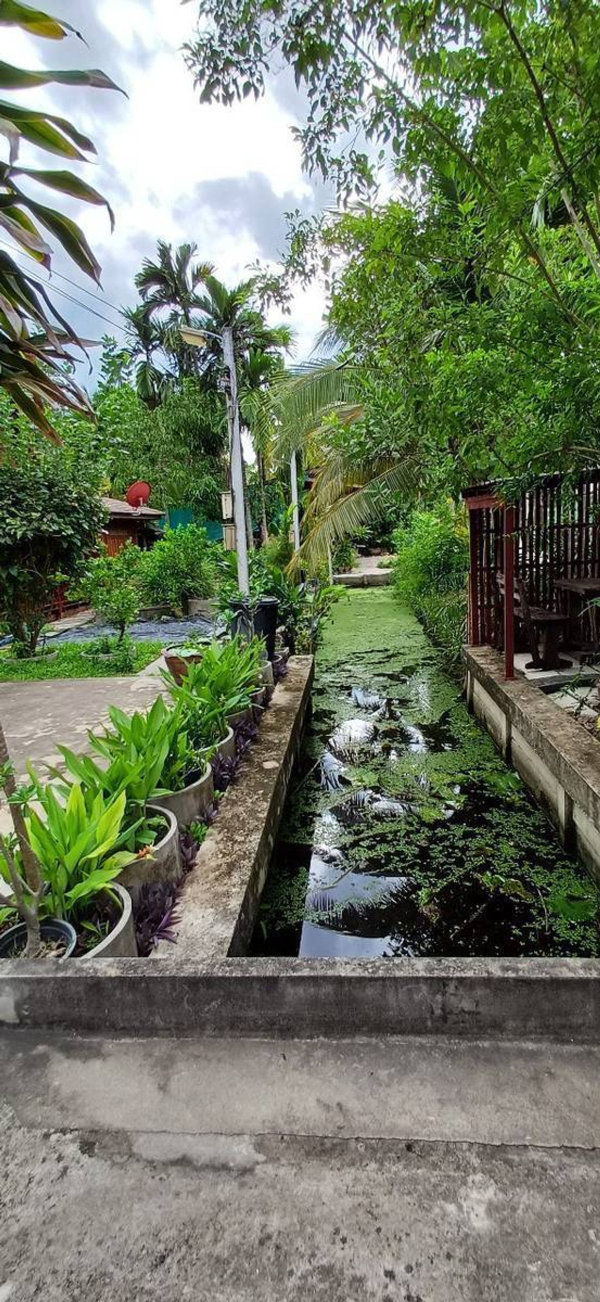 ขายบ้านสมุทรสงคราม : ขายบ้านสวนบางคนที (บ้านพิริยาภรณ์) อ.บางคนที จังหวัดสมุทรสงคราม ทำเลใกล้กรุงเทพ  พื้นที่ใหญ่มาก บรรยากาศ เงียบสงบ ปลอดภัย น่าอยู่ เพื่อนบ้านน่ารัก 