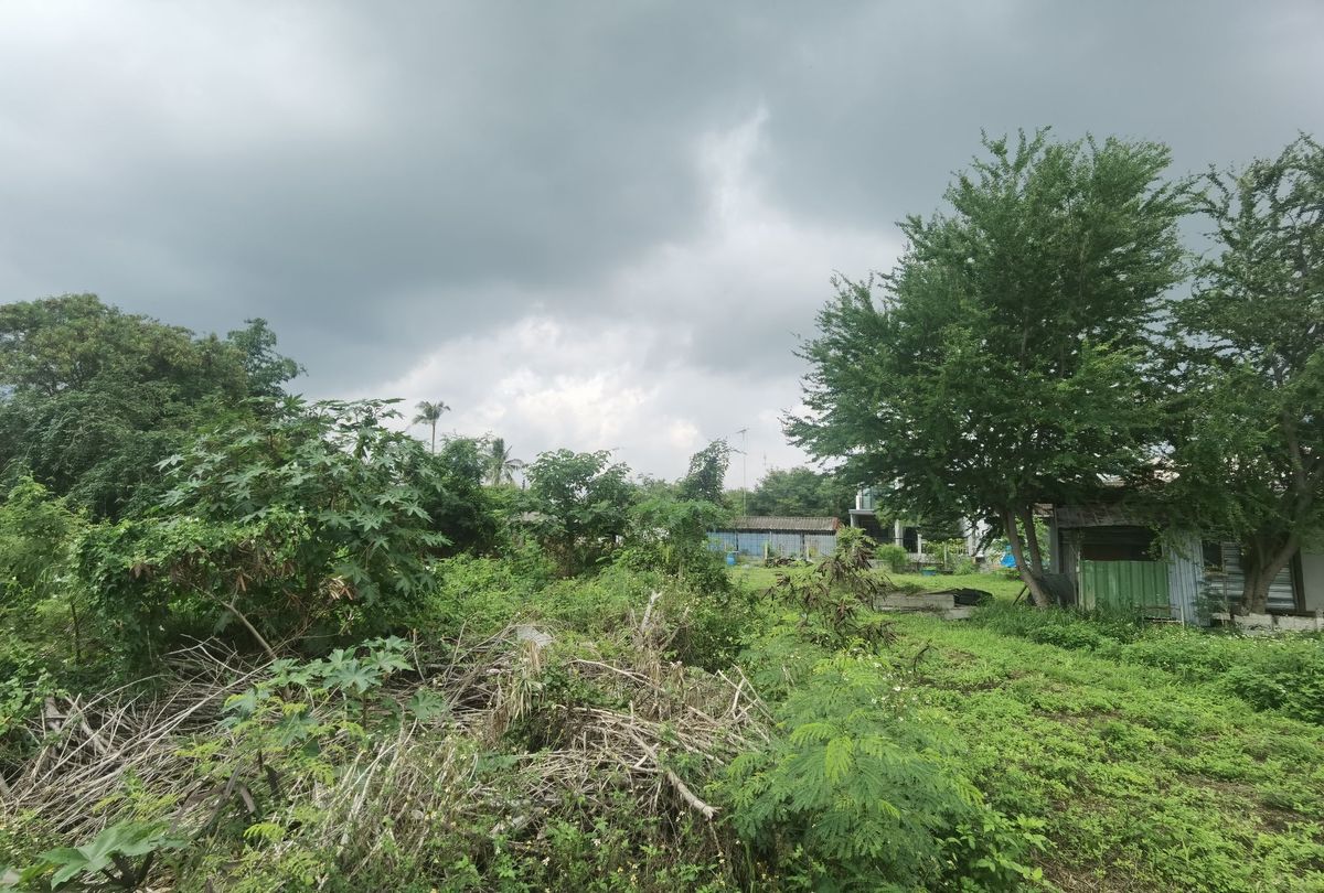 ขายที่ดินปากช่อง เขาใหญ่ : ขายที่ดิน ติดถนนมิตรภาพ หลังโลตัสโกเฟรช กลางดง ปากช่อง นครราชสีมา