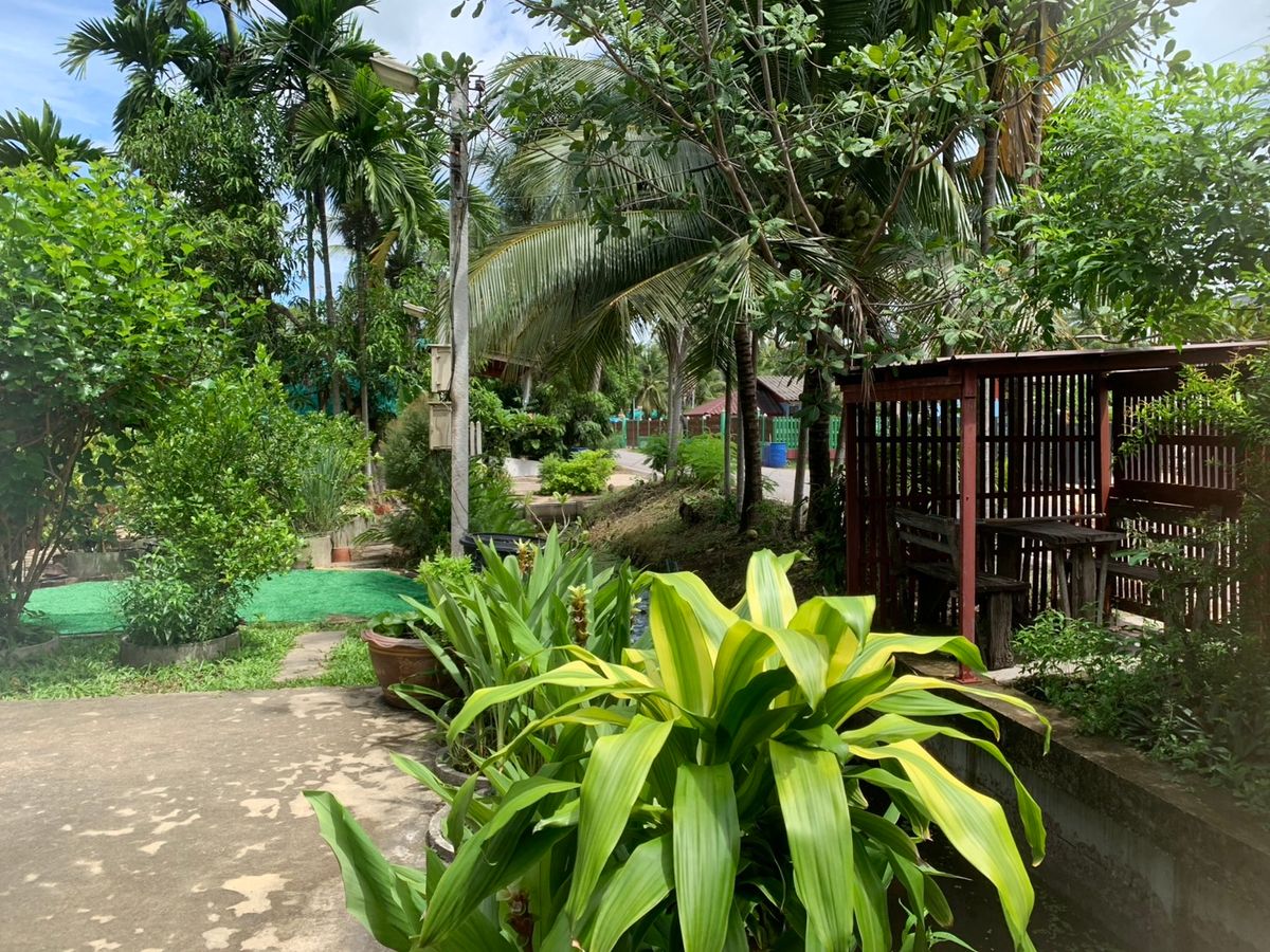 ขายบ้านสมุทรสงคราม : ขายบ้านสวนบางคนที (บ้านพิริยาภรณ์) อ.บางคนที จังหวัดสมุทรสงคราม ทำเลใกล้กรุงเทพ  พื้นที่ใหญ่มาก บรรยากาศ เงียบสงบ ปลอดภัย น่าอยู่ เพื่อนบ้านน่ารัก 