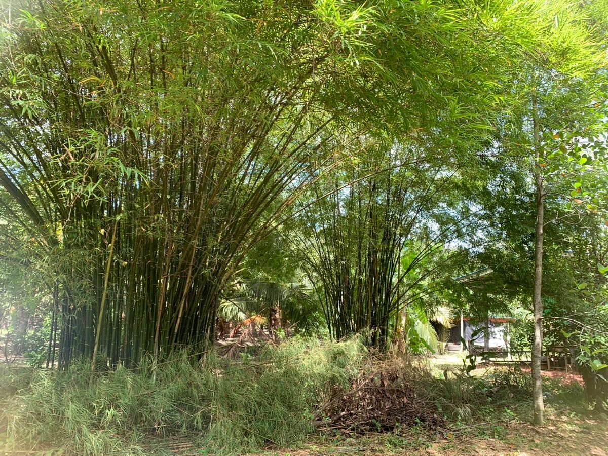 ขายบ้านสมุทรสงคราม : ขายบ้านสวนบางคนที (บ้านพิริยาภรณ์) อ.บางคนที จังหวัดสมุทรสงคราม ทำเลใกล้กรุงเทพ  พื้นที่ใหญ่มาก บรรยากาศ เงียบสงบ ปลอดภัย น่าอยู่ เพื่อนบ้านน่ารัก 