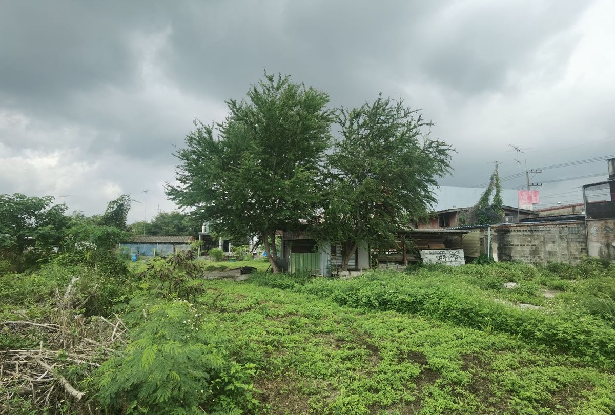 ขายที่ดินปากช่อง เขาใหญ่ : ขายที่ดิน ติดถนนมิตรภาพ หลังโลตัสโกเฟรช กลางดง ปากช่อง นครราชสีมา