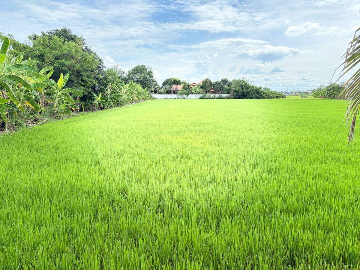 ขายที่ดินนนทบุรี บางใหญ่ บางบัวทอง : ขาย ที่ดินบางใหญ่ 1 ไร่ 237 ตรว.สี่เหลี่ยมผืนผ้าสวย (หน้ากว้าง 38.35 เมตร ลึก 66 เมตร )  ที่ดินสำหรับสร้างโกดัง คลังสินค้า สร้างบ้าน