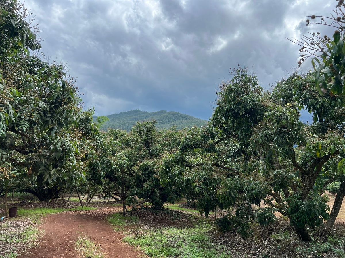 For SaleLandChiang Mai : Longan Garden for sale, Mae Pang Subdistrict, Phrao District, Chiang Mai Province 4-0-43.1 Rai