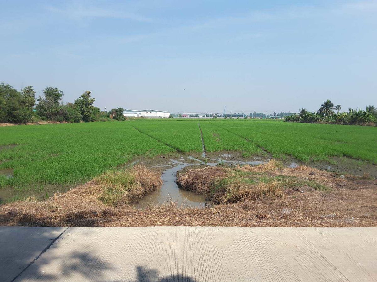 ขายที่ดินปทุมธานี รังสิต ธรรมศาสตร์ : ขาย ที่ดิน 11 ไร่ 12 ตร.ว. ท้ายเกาะ สามโคก ปทุมธานี 
