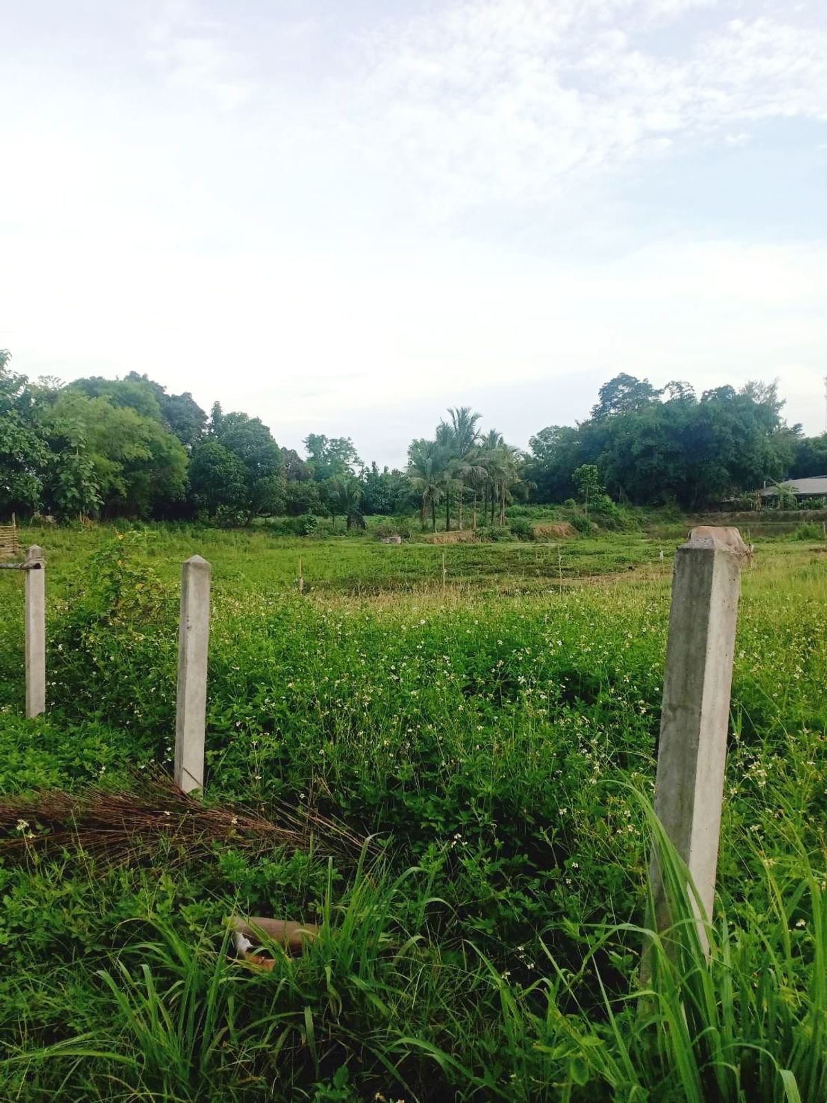 ขายที่ดินเลย : ที่ดินแปลงสวย  วิวหลักล้าน ติดริมแม่น้ำโขง ต.เชียงคาน อ.เชียงคาน จ.เลย