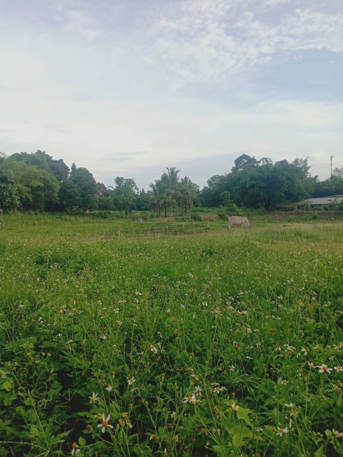 ขายที่ดินเลย : ที่ดินแปลงสวย  วิวหลักล้าน ติดริมแม่น้ำโขง ต.เชียงคาน อ.เชียงคาน จ.เลย