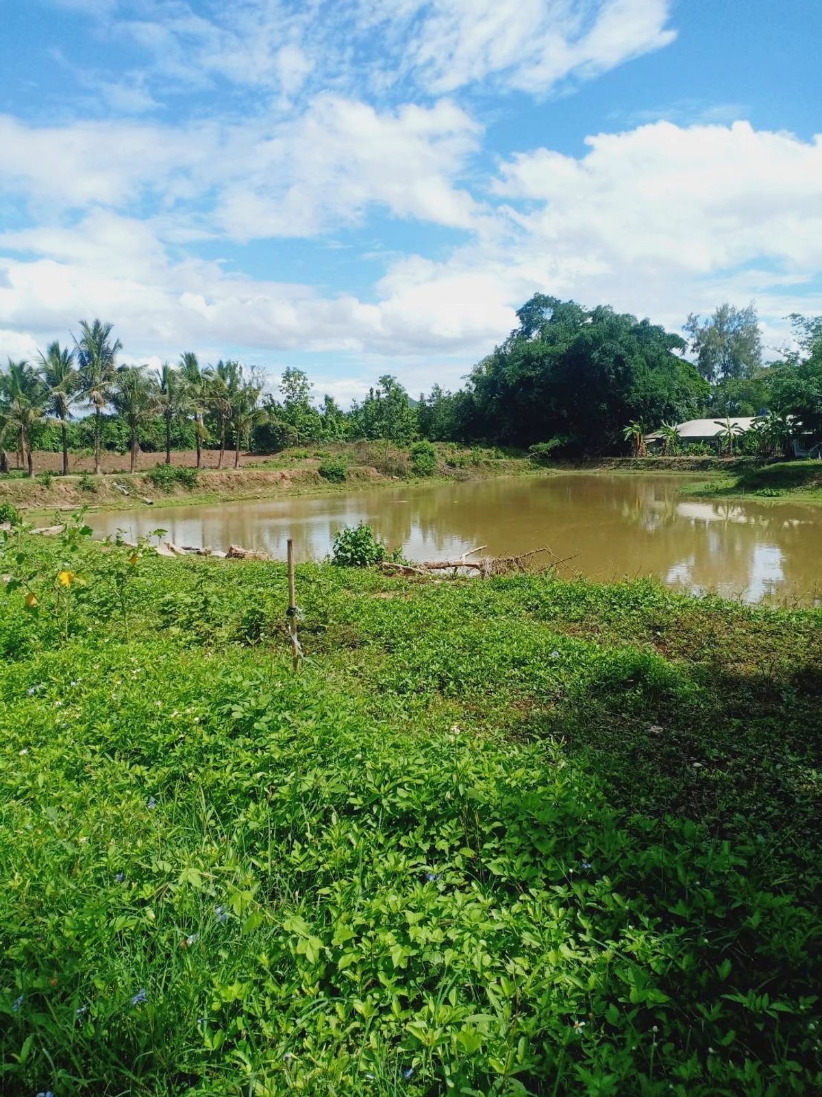 ขายที่ดินเลย : ที่ดินแปลงสวย  ต.เชียงคาน อ.เชียงคาน จ.เลย
