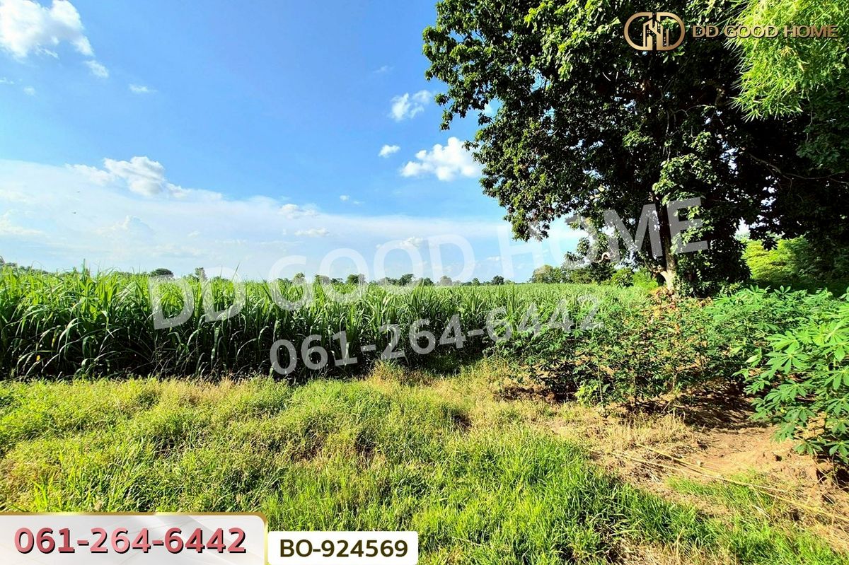 ขายที่ดินโคราช นครราชสีมา : BO-924569 ที่ดินขามสะแกแสง 24 ไร่ 194.3 ตร.ว. นครราชสีมา ใกล้ที่ว่าการอำเภอขามสะแกแสง