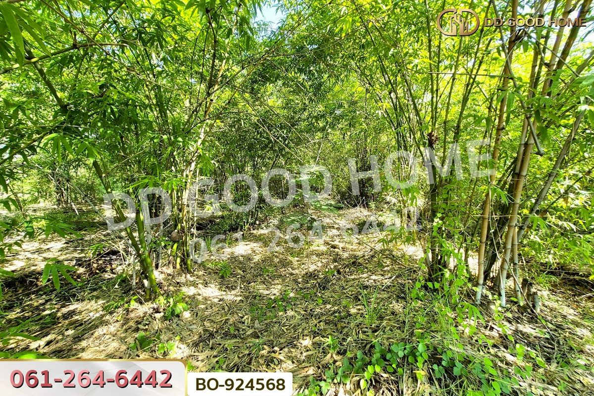 ขายที่ดินโคราช นครราชสีมา : BO-924568 ที่ดินโนนไทย 17 ไร่ 142 ตร.ว. นครราชสีมา ใกล้โลตัส โนนไทย