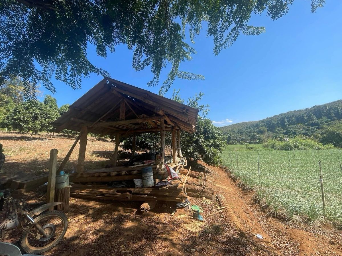 For SaleLandChiang Mai : Garden Land in Chiang Dao, Chiang Mai 