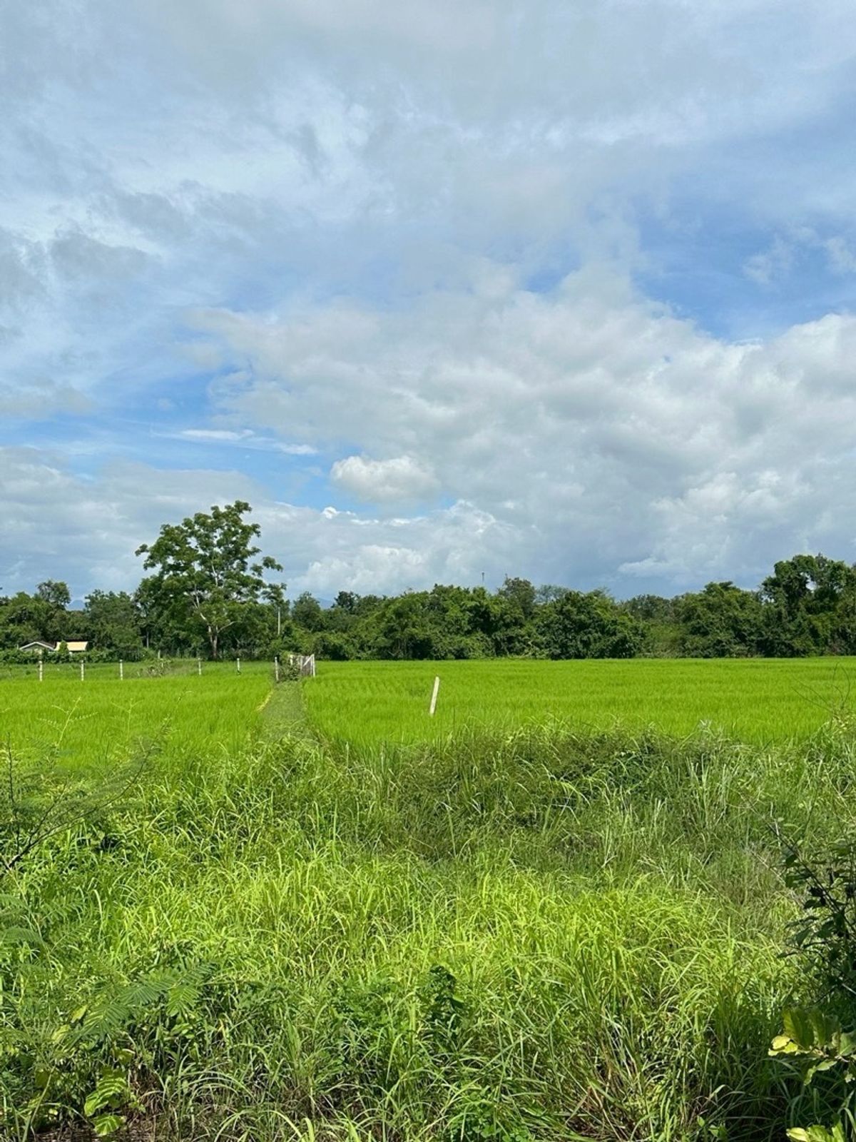 ขายที่ดินเชียงใหม่ : ที่ดินหางดง 30นาที จากสนามบินเชียงใหม่