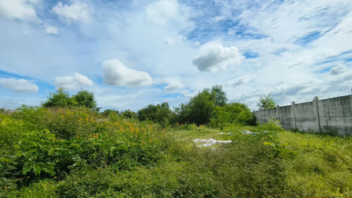 ขายที่ดินปทุมธานี รังสิต ธรรมศาสตร์ : ขายด่วน ที่ดินติดถนนสาธารณะ คสล.หน้ากว้างมาก