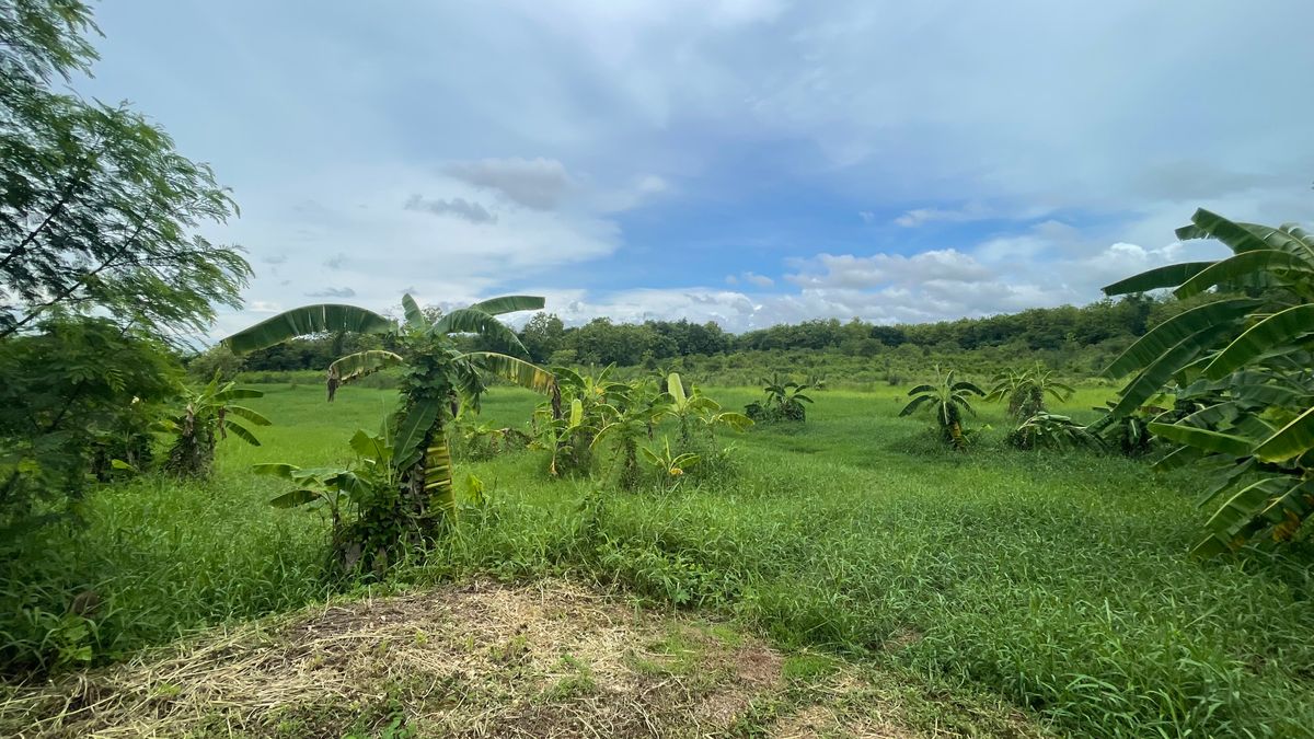 ขายที่ดินอุตรดิตถ์ : ขายที่ดินแปลงใหญ่ 60 ไร่ 2 งาน 26 ตร.ว. ติดถนนใหญ่ ต.ท่าเสา อ.เมือง จ.อุตรดิตถ์