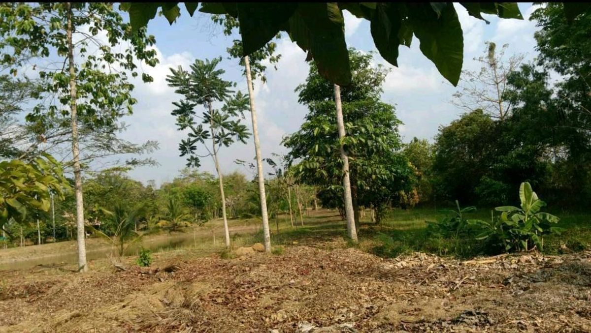 For SaleLandSa Kaeo : (H8008) Beautiful land for sale Next to Sa Kaeo-Chanthaburi Road, Khao Chakan District