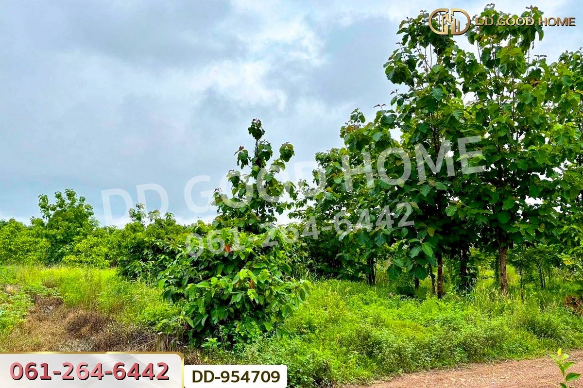 ขายที่ดินสระแก้ว : DD-954709 ที่ดินศาลาลำดวน 3 ไร่ 69.5 ตร.ว. สระแก้ว ใกล้โรงเรียนบ้านท่าช้าง