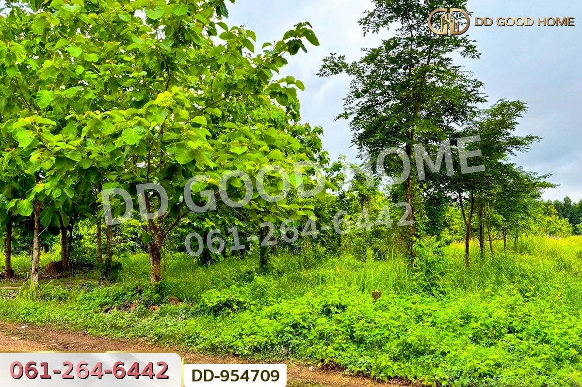 ขายที่ดินสระแก้ว : DD-954709 ที่ดินศาลาลำดวน 3 ไร่ 69.5 ตร.ว. สระแก้ว ใกล้โรงเรียนบ้านท่าช้าง