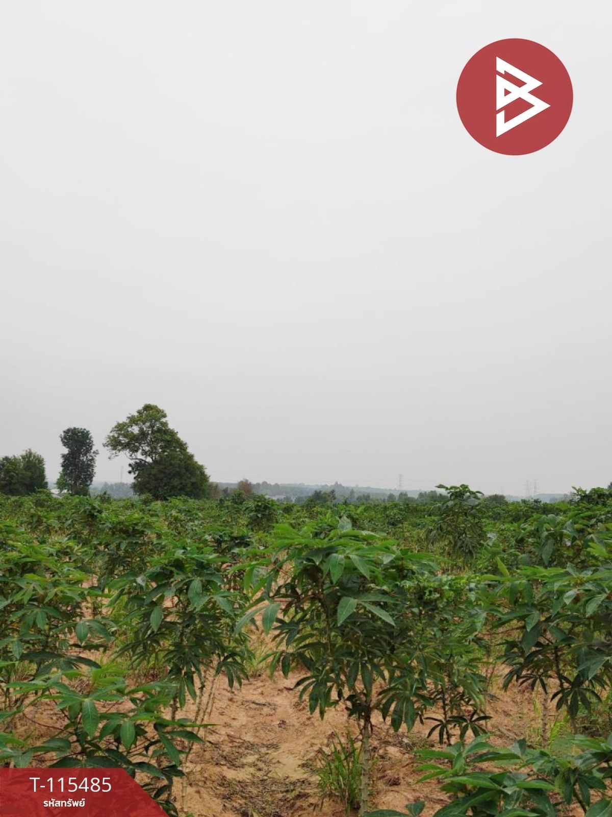 For SaleLandRayong : Land for sale in an area of ​​5 rai, Pluak Daeng, Rayong