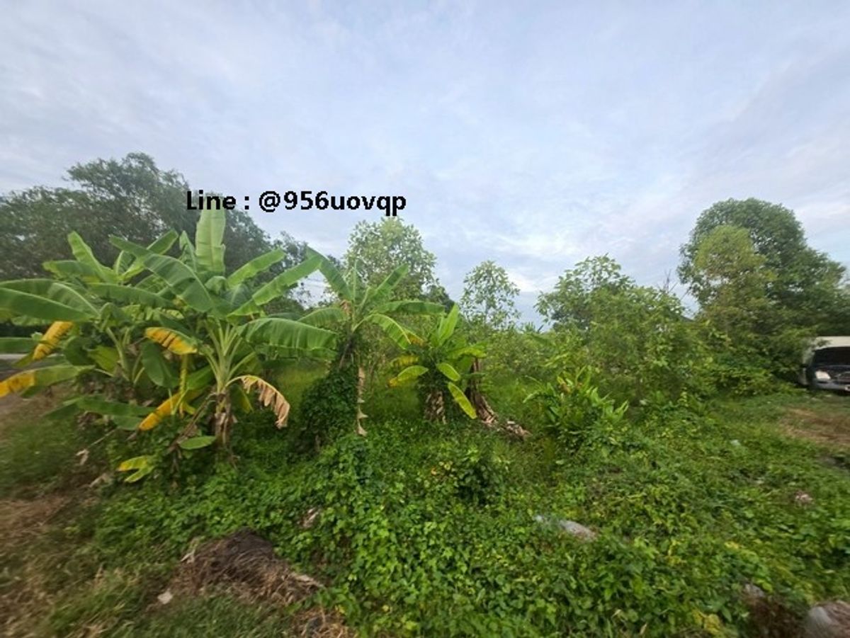 ขายที่ดินปทุมธานี รังสิต ธรรมศาสตร์ : sss503 ขายที่ดิน คลอง 3 คลองหลวง ใกล้วัดธรรมกาย