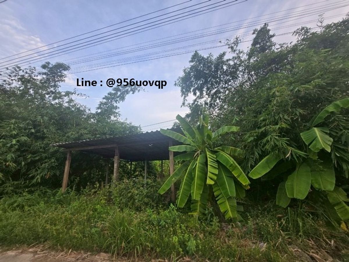 ขายที่ดินปทุมธานี รังสิต ธรรมศาสตร์ : sss502 ขายที่ดิน คลอง 3 คลองหลวง ใกล้วัดธรรมกาย ตลาดไท