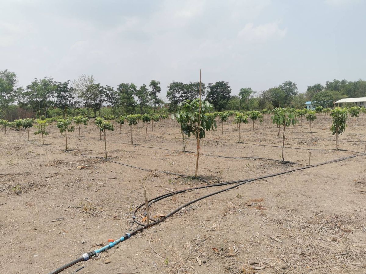 ขายที่ดินปทุมธานี รังสิต ธรรมศาสตร์ : ขายถูก ราคาต่ำกว่าราคาประเมิน ที่ดินจัดสรรในโครงการ
