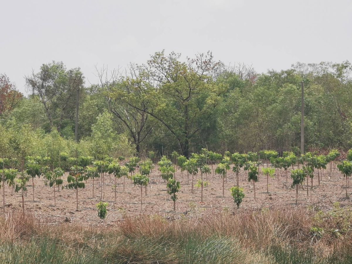 ขายที่ดินปทุมธานี รังสิต ธรรมศาสตร์ : ขายถูก ราคาต่ำกว่าราคาประเมิน ที่ดินจัดสรรในโครงการ