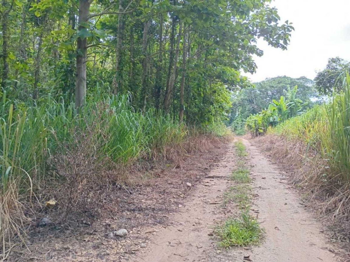 For SaleLandChiang Rai : Land for Sale 3 Ngan 10 Sq.w. with Teak Tree Plantation, Mae Suai, Chiang Rai